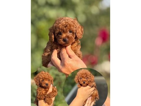 Show kalite miniboy poodle
