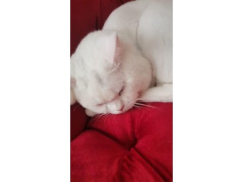 British shorthair kedim (kayıp)