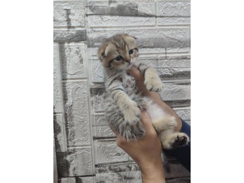 Golden scottish fold