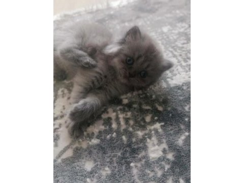 Safkan dişi ve erkek british longhair