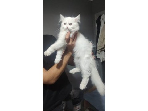2 adet kar beyazı british kedimiz