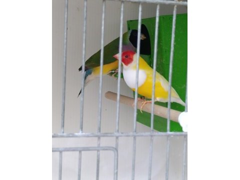 Goldian finch gökkuşağı ispinozu