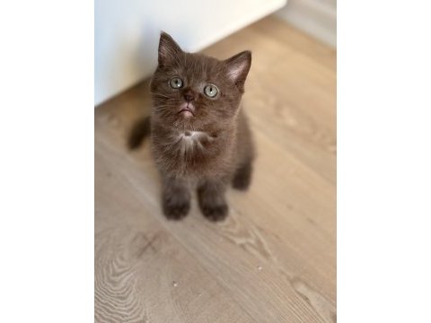British shorthair çikolata