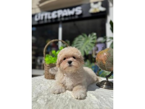 Kusursuz güzellikte maltipoo