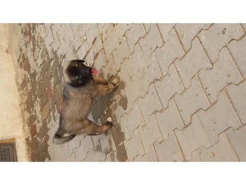 Karabaş kurtboğan ırkı köpeğimiz