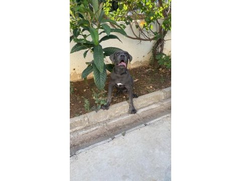 Cane corso 7.5 aylık erkek aşıları karnesi ve chipli