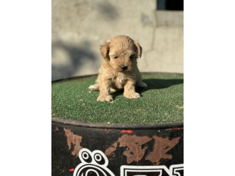A kalite sıfır numara maltipoo yavrumuz