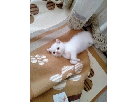 Kediler rezerve hazır scottish fold
