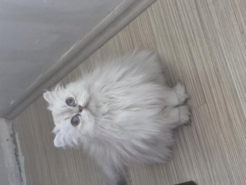 Kısır british longhair ücretsiz sahiplendirme