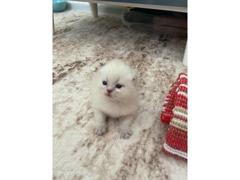 Britsh shorthair yavru kedimiz