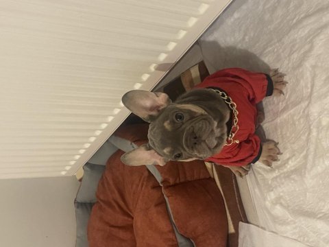 French bulldog köpeğimiz