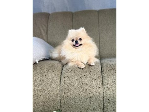 Pomeranian show class 