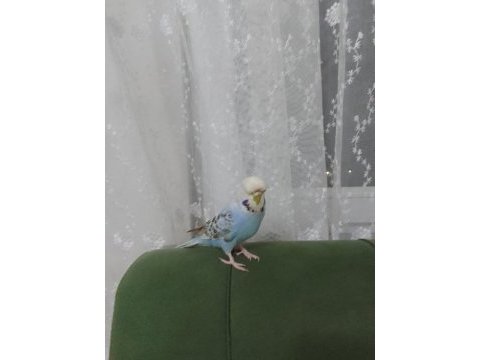 Trabzon pelitli satılık muhabbet kuşu
