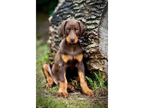 Afacan doberman bebekler kapıda ödeme mevcuttur