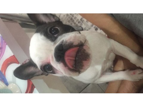 Güzel french bulldog kızıma yuva arıyoruz