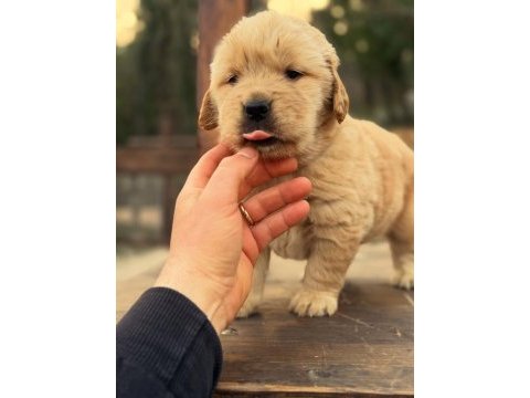 Golden retriever yavruları 