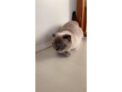 Eğitimli ev kedisi
