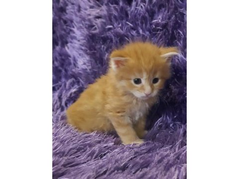 Maine coon yavru