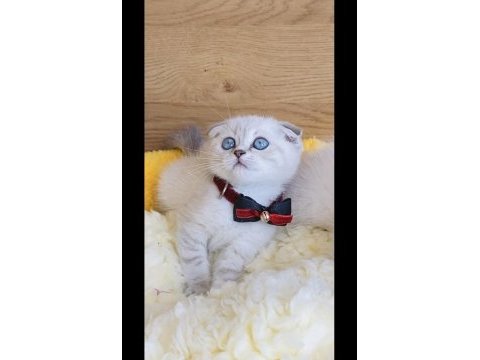 Maviş lynxpoınt scotısh fold bebeğim 
