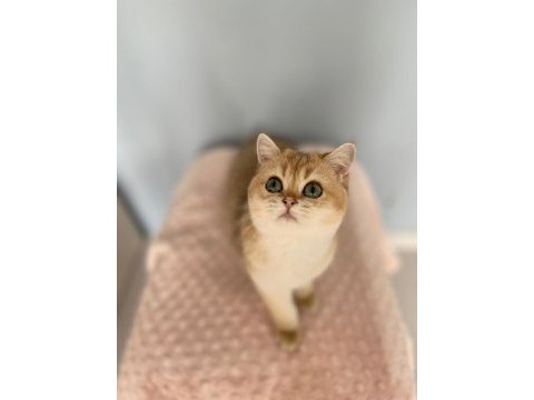 Bal boncuğu british shorthair bebeğim