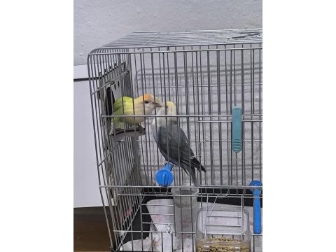 Kuşlarım çok sağlıklı