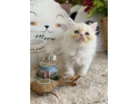 Kar beyazı british longhair