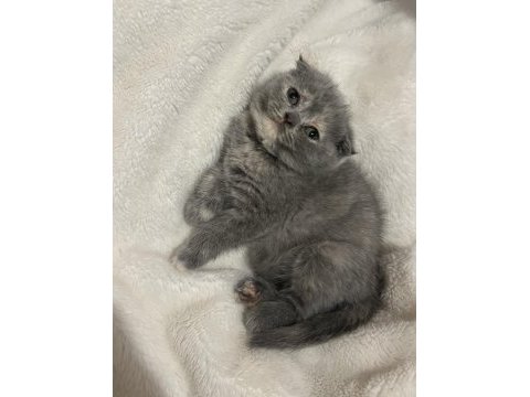 2 aylık scottish fold