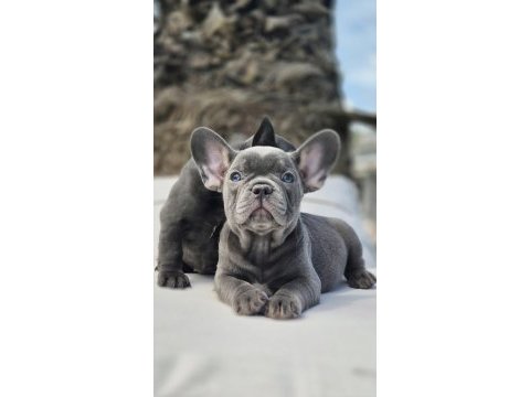 Blue french bulldog yavruları