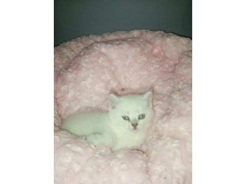 British shorthair albino yavrular