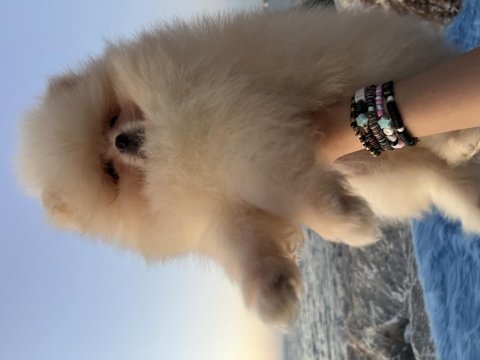 Pomeranian boo teddy face