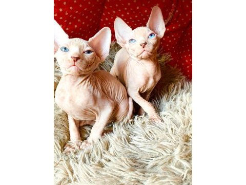 2 dişi ve 2 erkek odd eyes mavi göz sfenks