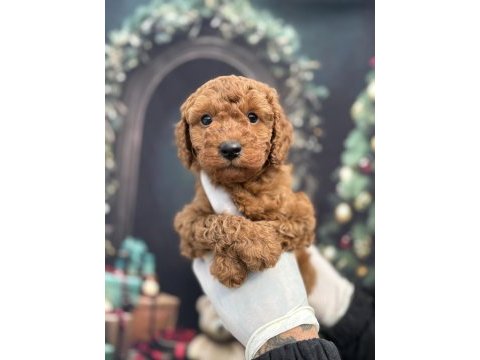 Orijinal toy poodle teddy bear face