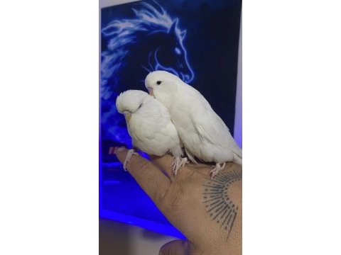 Show jumbo ve japones muhabbet kuşu cinsleri mevcut