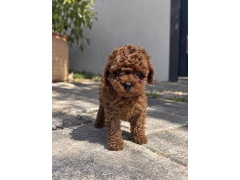Görenin bir daha baktığı poodle yavruları