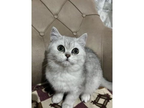 Teslime hazır british shorthair yavrumuz