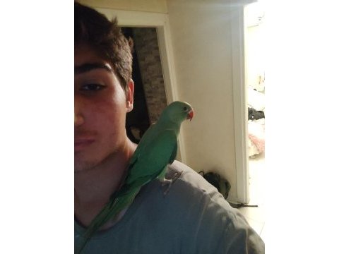 Evcil pakistan papağanı