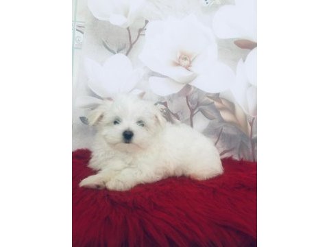 Maltese yakışıklım
