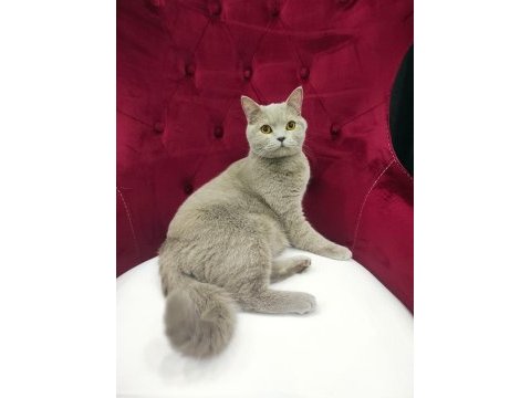British shorthair lilac yeni yuvasını arıyor
