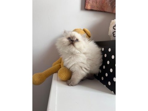 British longhair 2 aylık