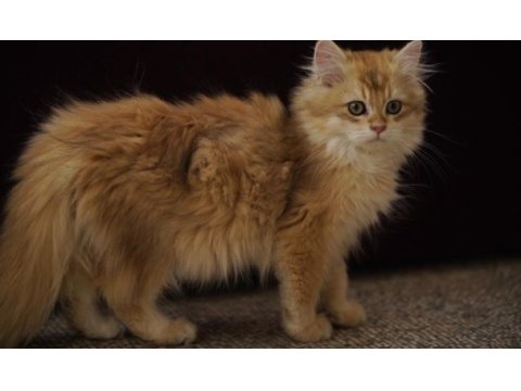 Golden british longhair ny12 yavru