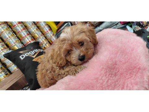 Tüy koku derdı yok 0 beden maltipoo