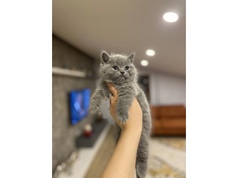 Brıtısh shorthair blue yavrularım 