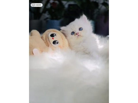 Muhteşem kaliteli scottish longhair bebeklerim