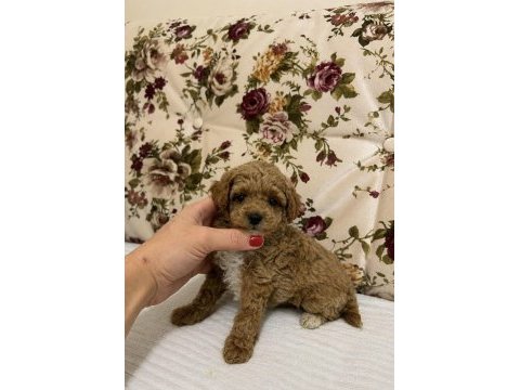 Mini boy maltipoo kızımız