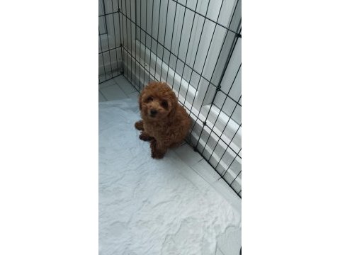 Acil toy poodle
