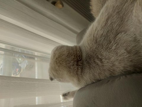 Oğlişimime yuva arıyorum british longhair
