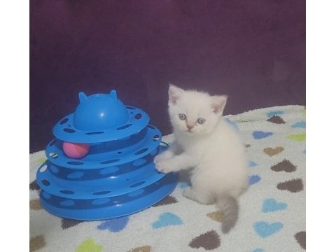 British shorthair blue point