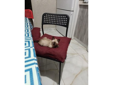 İki aylık siyam kedisi