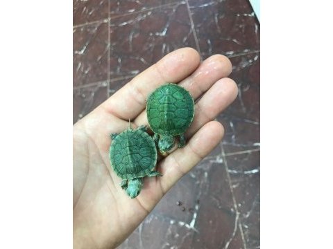 Kırmızı yanak su kaplumbağlarım