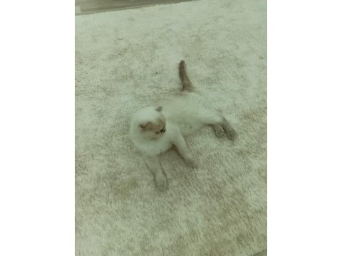 Beyaz scottish fold prenses